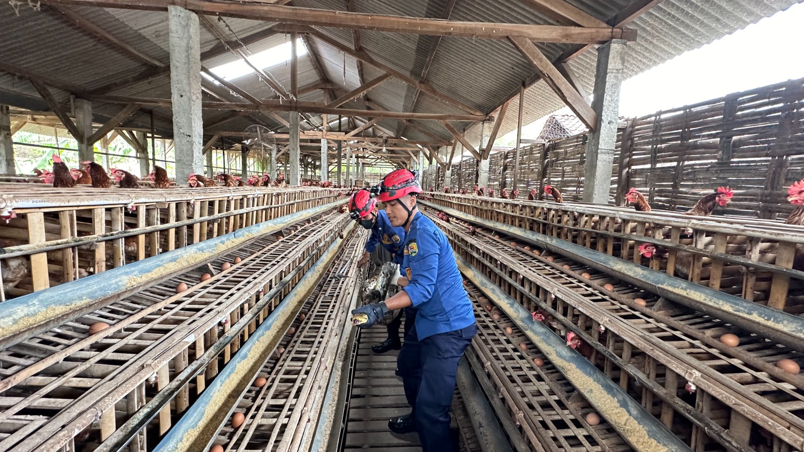 Evaluasi Ular Piton di Kandang Ayam Miliki Warga Trenggalek