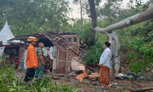 Dilanda Hujan Angin, Rumah Di Kecamatan Karangan Remuk Tertimpa Pohon Tumbang