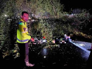 Pengendara Motor Meninggal Tertimpa Pohon Roboh di Jalan Raya Tulungagung-Trenggalek