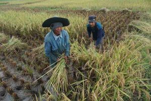 Petani Muda di Trenggalek Di Bawah 10 Persen
