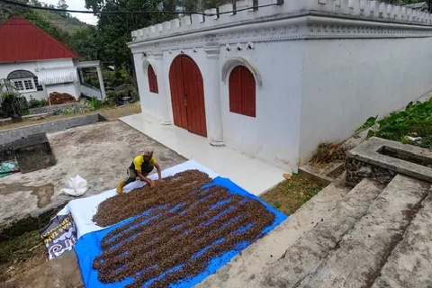 Dillem Wilis Produksi Kopi Sejak Masa Kolonial Belanda