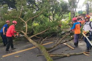BPBD Trenggalek Perampingan Pohon di Jalan Nasional untuk Cegah Bencana
