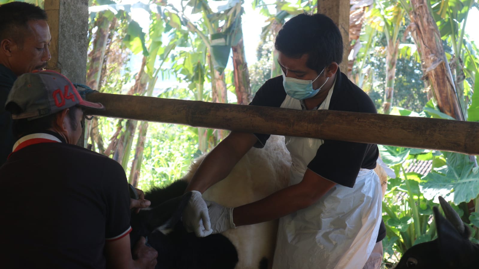 Gejala dan Risiko PMK