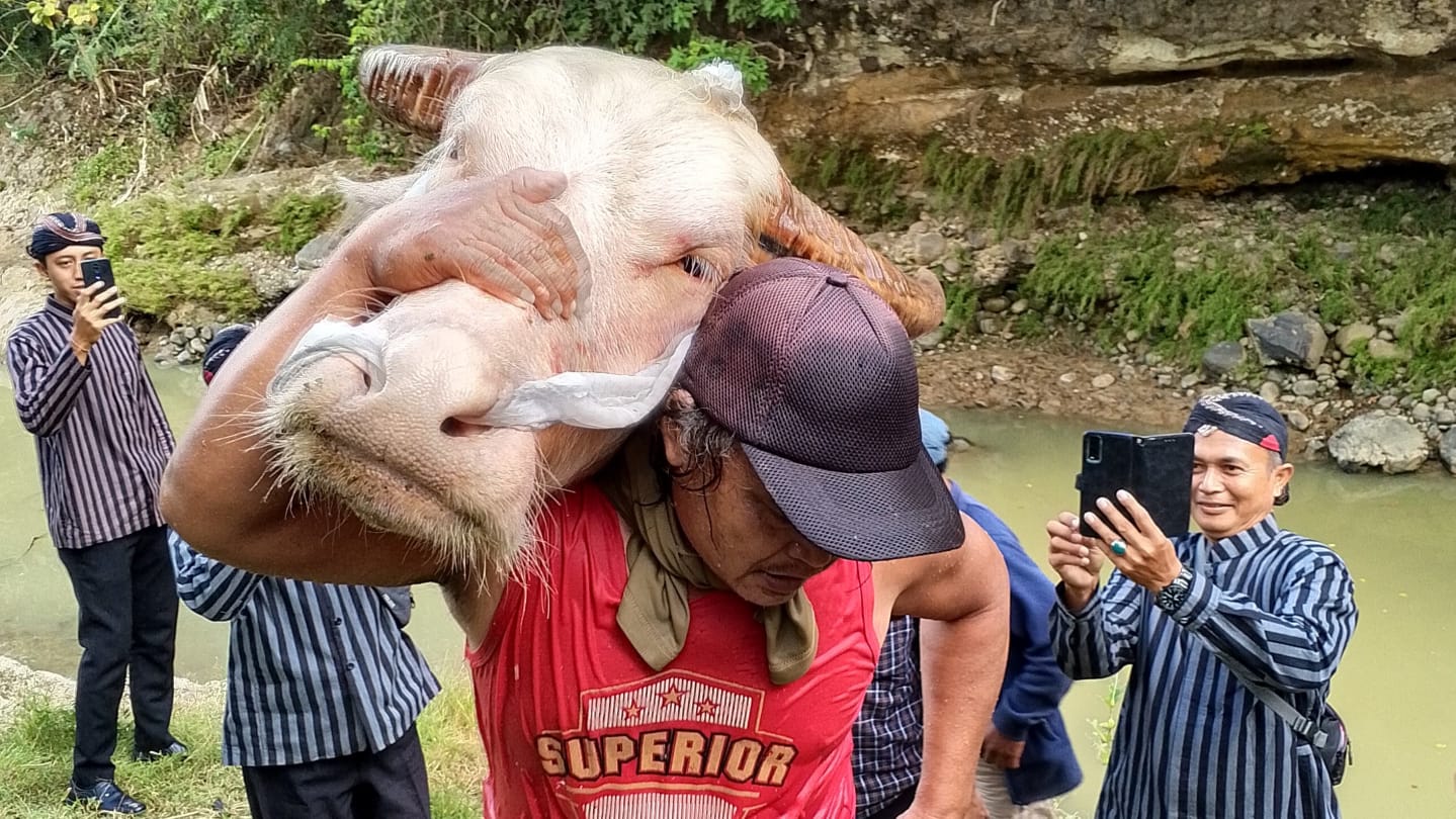 Kepala Kerbau Nyadran Dam Bagong