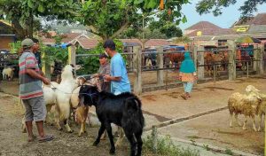 Pasar Hewan di Trenggalek Tetap Dibuka Meski PMK Lebih dari 200 Kasus