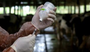 Vaksinasi PMK di Trenggalek Dilanjutkan ke Sapi, hingga Domba