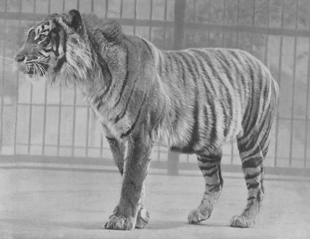 Wujud Harimau Jawa