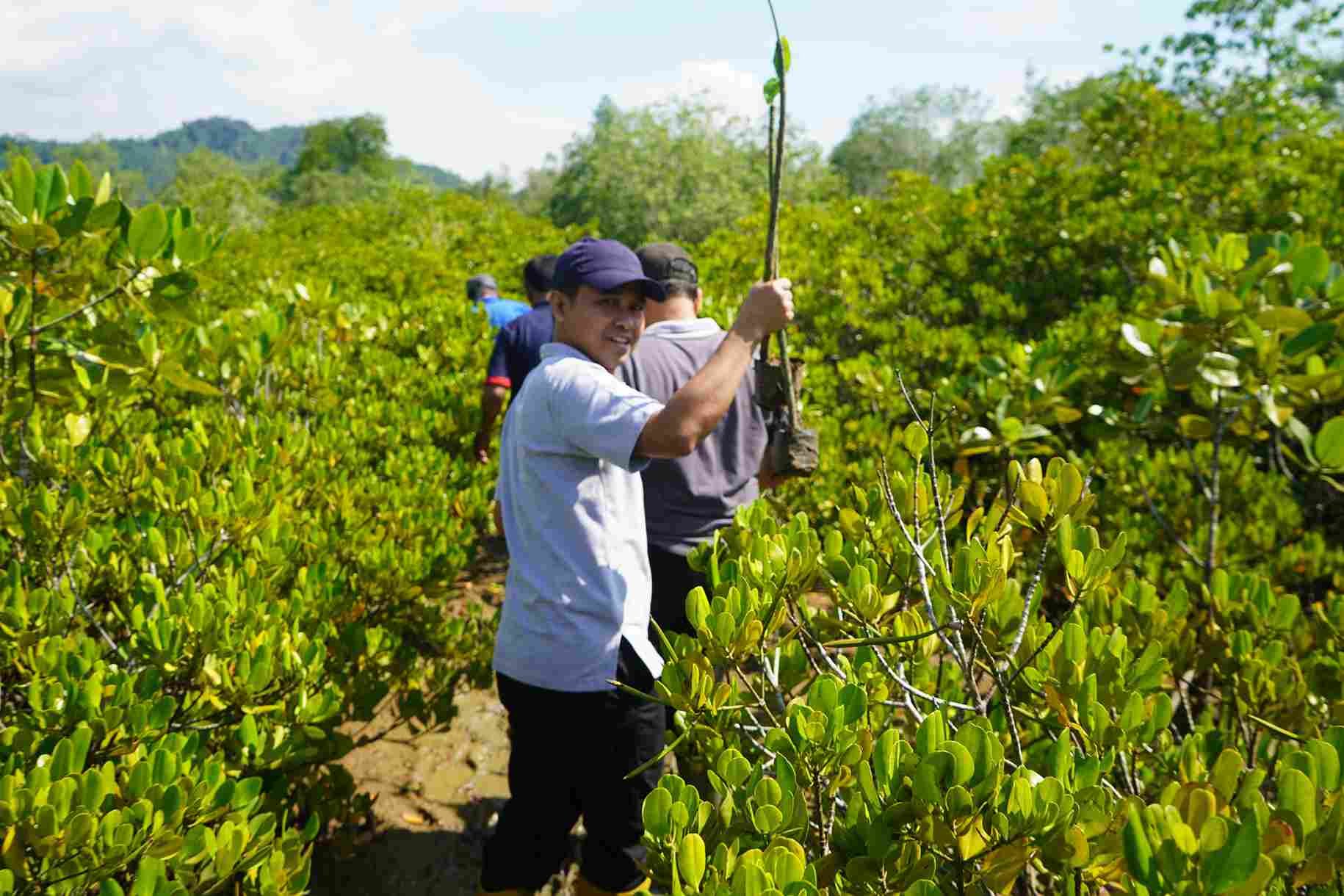 750 Bibit Mangrove Ditanam Setda Trenggalek di Pancer Cengkrong