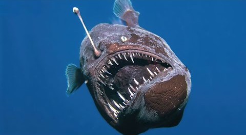 Anglerfish