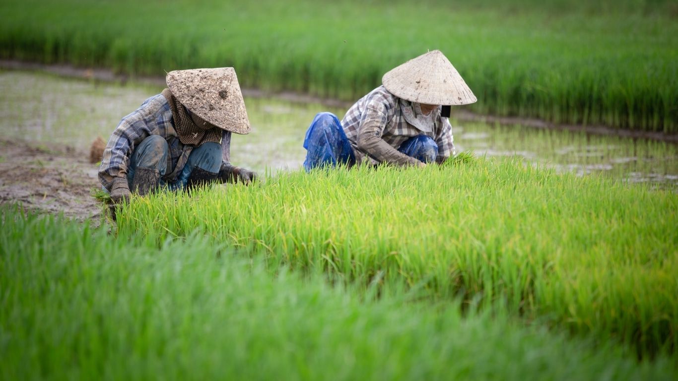 Catatan Produksi Padi Trenggalek