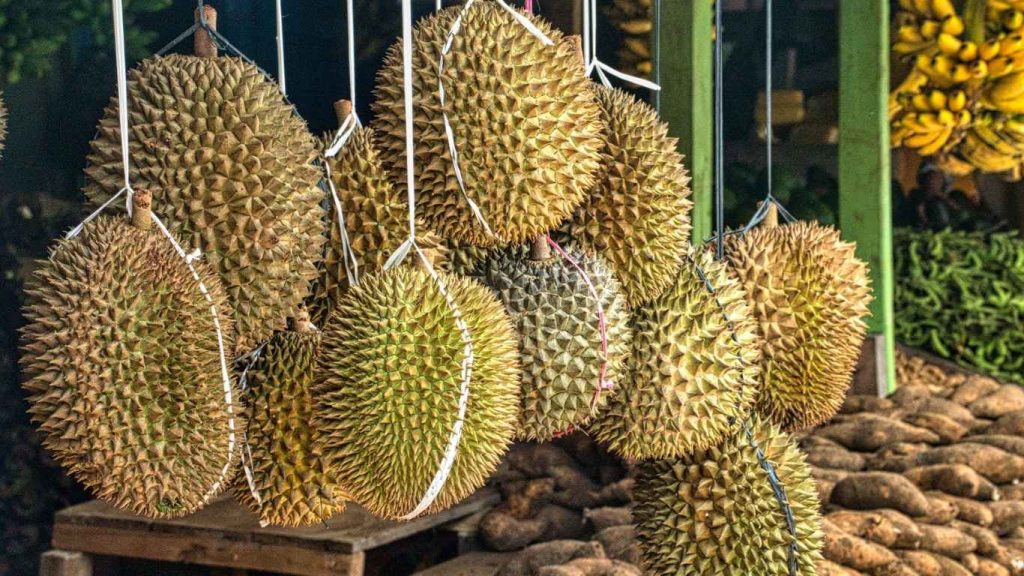 Durian Khas Trenggalek Hingga Festival dan Desa Wisata Durensari