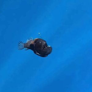 Mengenal Ikan Anglerfish Penghuni Laut Dalam yang Muncul ke Permukaan