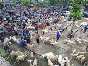 Pasar Hewan Trenggalek Kembali Dibuka Secara Bertahap saat Kasus PMK Melandai