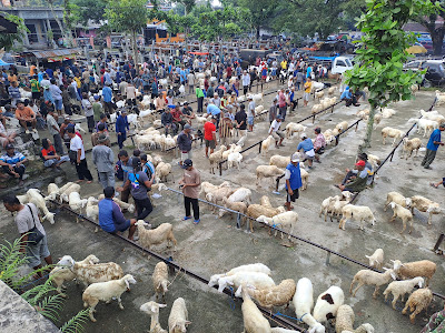 Pasar Hewan Trenggalek Kembali Dibuka Secara Bertahap saat Kasus PMK Melandai