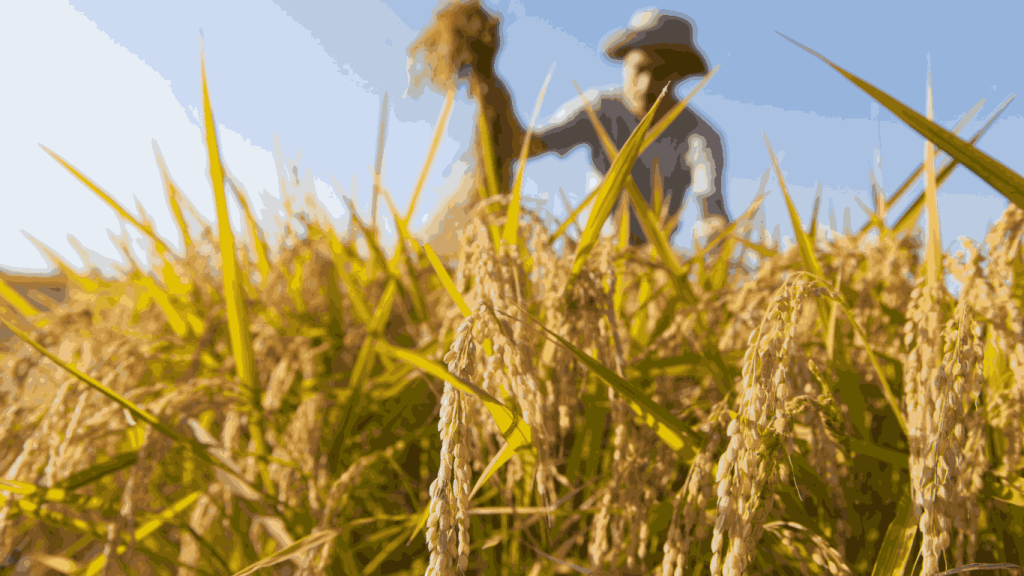 Pemerintah Pastikan Gabah Petani Dibeli Minimal Rp 6.500 per Kilogram