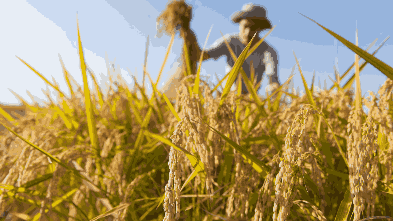 Pemerintah Pastikan Gabah Petani Dibeli Minimal Rp 6.500 per Kilogram