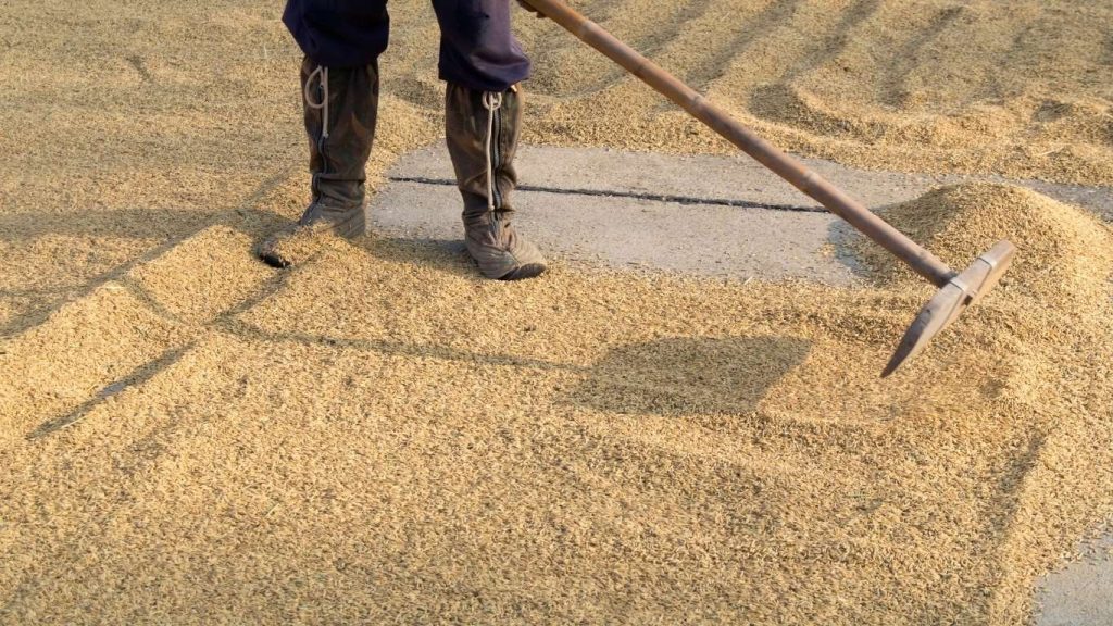 Pemkab Trenggalek Targetkan Produksi Padi Capai 160 Ribu Ton di 2025