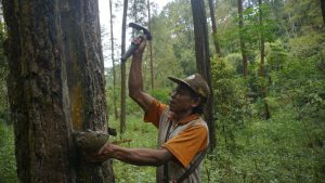 Getah Pinus Jadi Komoditas Unggulan di 62 Ribu Hektar Kawasan Hutan Trenggalek