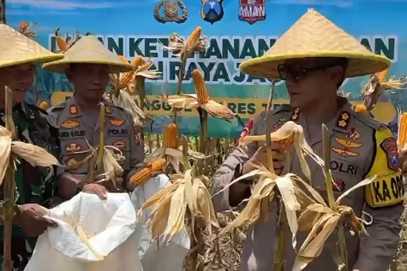 Polres Trenggalek Panen Jagung Sebagai Dukungan Penguatan Ketahanan Pangan