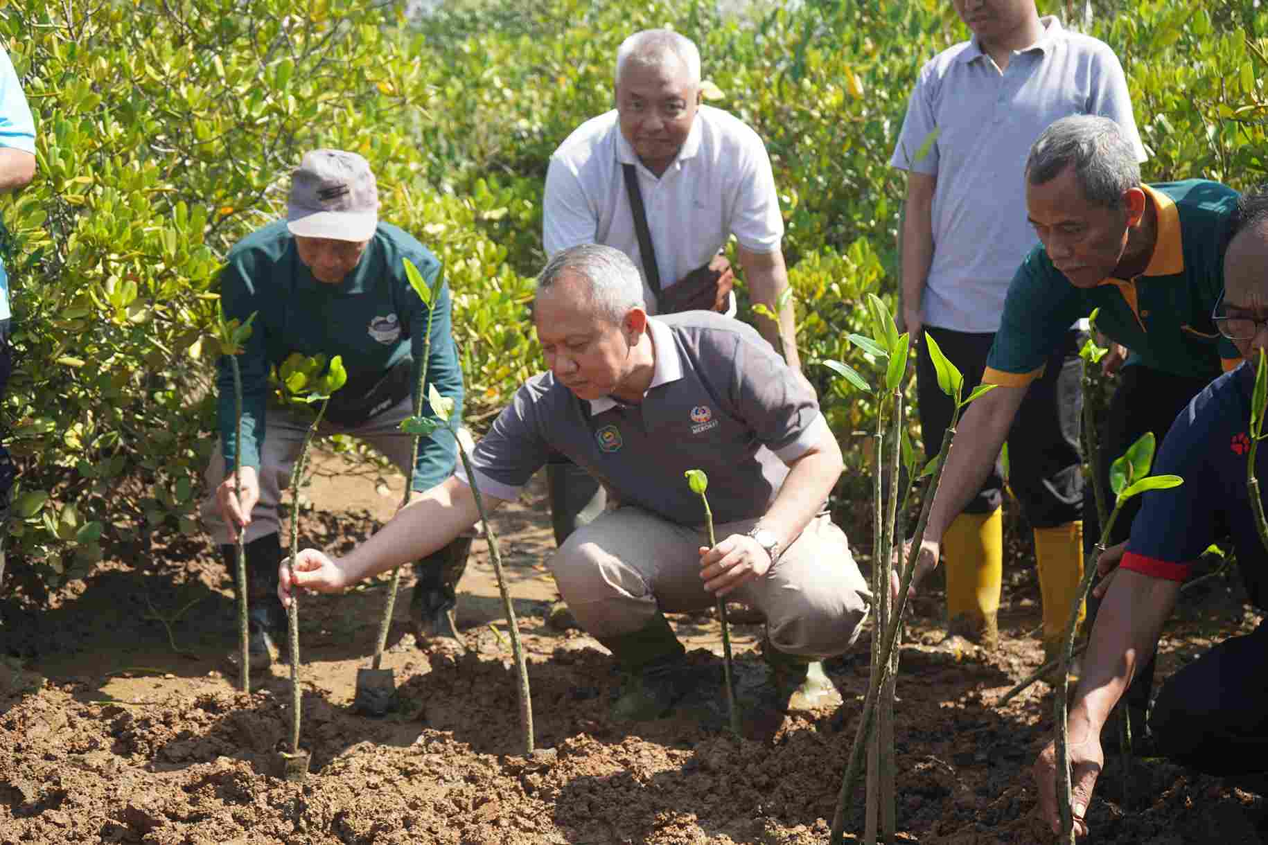 Solusi Alami Penyerapan Karbon