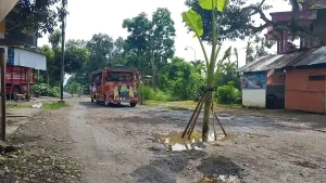 Warga Tanam Pohon Pisang di Jalan Rusak Desa Wonoanti