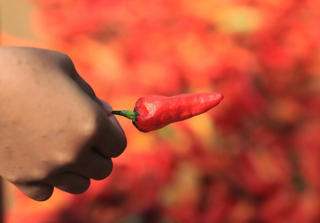 Awal Ramadhan Harga Cabai Naik