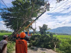 BPBD Trenggalek Cegah Bahaya Pohon Tumbang di Jalur Rawan