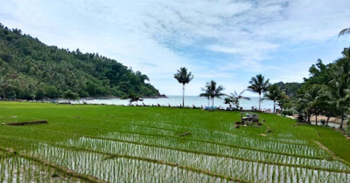 Lahan Sawah di Trenggalek Bertambah 186 Hektar