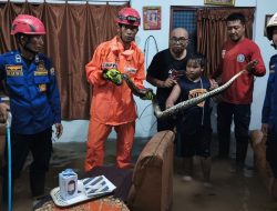Ular Piton Sepanjang 2 Meter Masuk Rumah Warga Trenggalek saat Terjadi Banjir