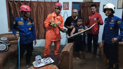 Ular Piton Sepanjang 2 Meter Masuk Rumah Warga
