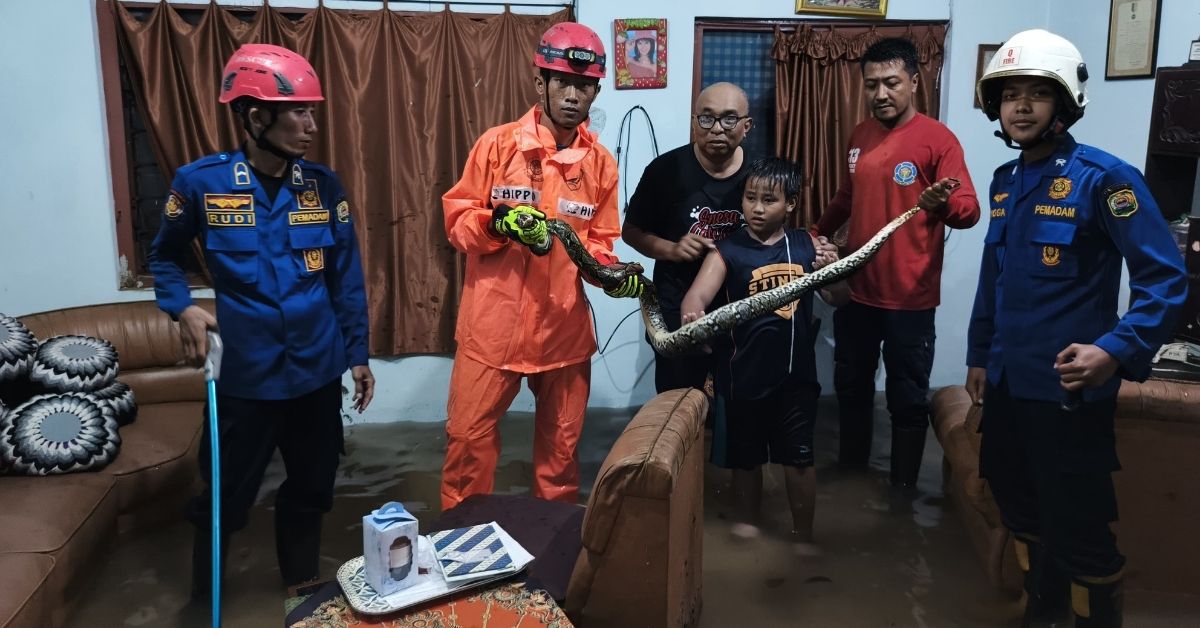 Ular Piton Sepanjang 2 Meter Masuk Rumah Warga