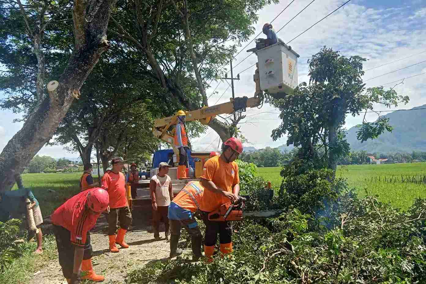 Waspada Pohon Tumbang