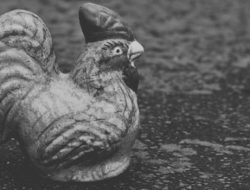 Celengan Ayam: Dari Tabungan Jadi Seberkas Harapan