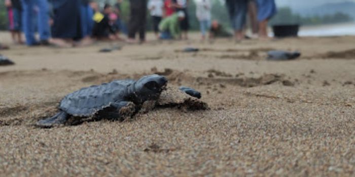 Konservasi Penyu Pantai Kili Kili Trenggalek