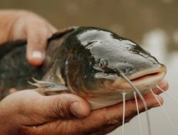 Produksi Budidaya Ikan Lele dan Patin Trenggalek Terus Naik