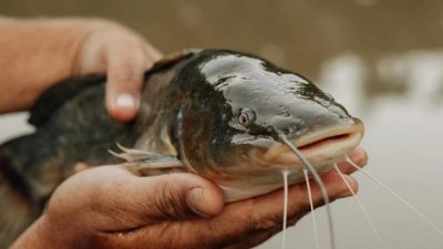 Produksi Budidaya Ikan Lele dan Patin Trenggalek Terus Naik