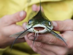 Produksi Budidaya Ikan di Trenggalek Meningkat Saat Kemarau Basah 2025