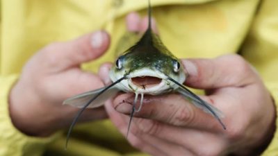 Produksi Budidaya Ikan di Trenggalek Meningkat Saat Kemarau Basah 2025