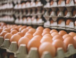Produksi Telur Ayam Trenggalek Naik pada Semester Pertama 2025