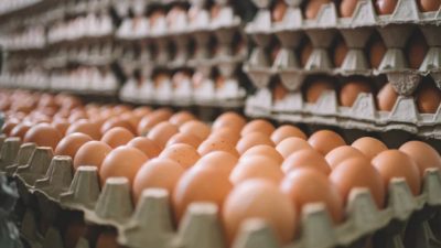 Produksi Telur Ayam Trenggalek Naik pada Semester Pertama 2025