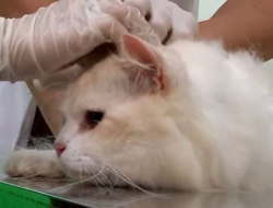 Trenggalek Lakukan Vaksinasi Rabies Gratis