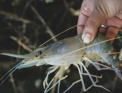 Udang Dongkrak Produksi Perikanan Budidaya Trenggalek