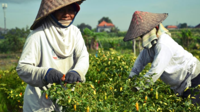 DBHCHT Kabupaten Blitar Dorong Pengembangan Pertanian