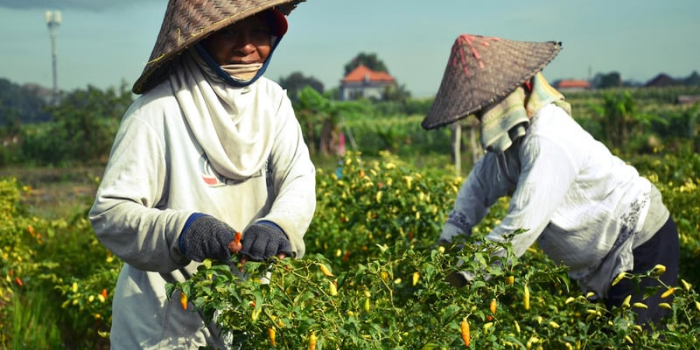 Cabai Rawit Jadi Fokus Pengendalian Inflasi di Kabupaten Blitar